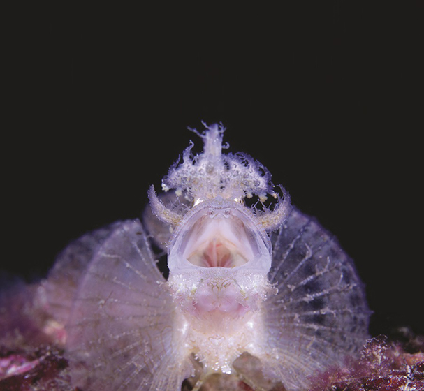 yen-yi lee weedy scorpionfish